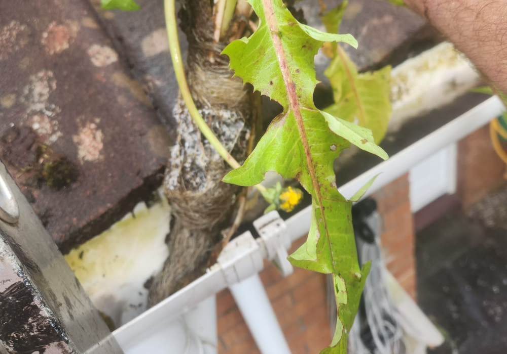 gutter clearing company