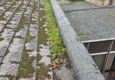 why do weeds grow in my gutters